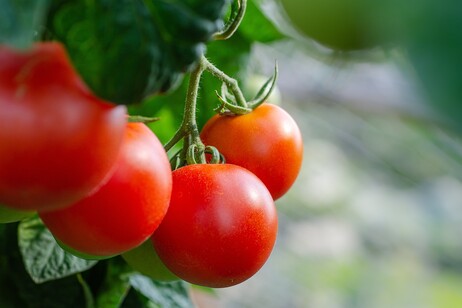 Bloccando due geni sono stati ottenuti pomodori più dolci, senza rinunciare alla grandezza (fonte: Pixabay)