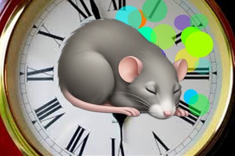 Localizzato il nuovo orologio biologico che scandisce il passaggio alla fase del sonno Rem, legato ai sogni (fonte: orologio di PxHere, il topo di AI Emojis; le sfere di Creazilla)