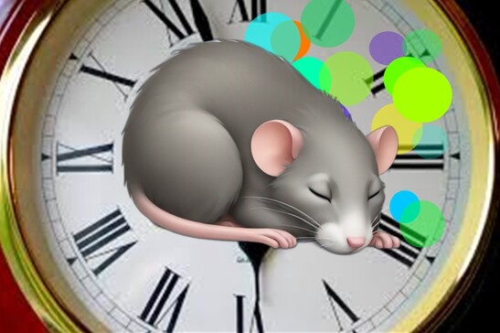 Localizzato il nuovo orologio biologico che scandisce il passaggio alla fase del sonno Rem, legato ai sogni (fonte: orologio di PxHere, il topo di AI Emojis; le sfere di Creazilla)