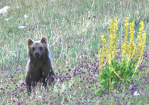 Patto fra istituzioni per salvare l'orso